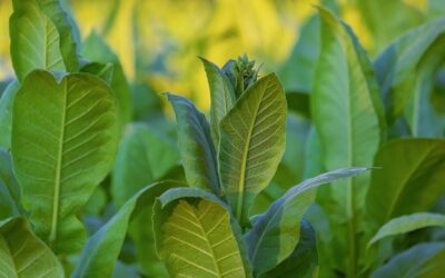 Tobacco Surpasses Expectations, But Farmers Need Better Deal