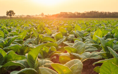 Zimbabwe Tobacco In Forecast Busting Show